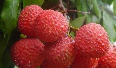 天价挂绿荔枝50多万一颗 增城挂绿荔枝值得这么贵吗