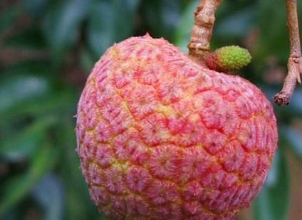 天价挂绿荔枝50多万一颗 增城挂绿荔枝值得这么贵吗