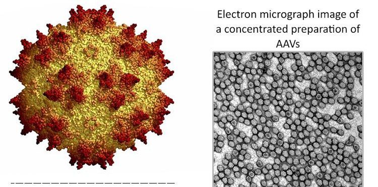 科学家注射病毒到眼睛里反转了老化眼盲的症状!