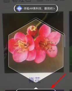 支付宝AR识花是什么,支付宝AR识花玩法介绍