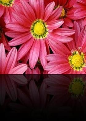 ������Ƭ�����ֻ���