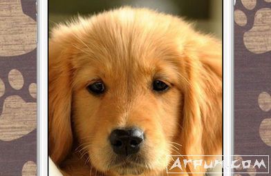 狗壁纸和背景手机版