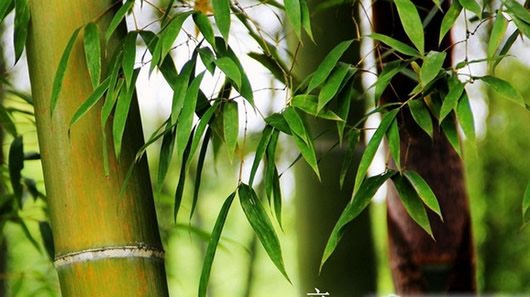 ��������ʳ�״�ȫdoc_���Ľ�����ʳ��