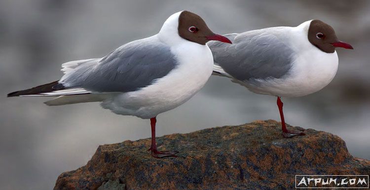 亚马逊feedback小助手