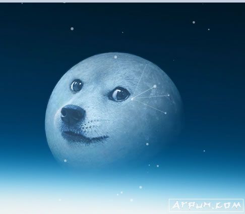 Dogemoon��̬�����ֽ